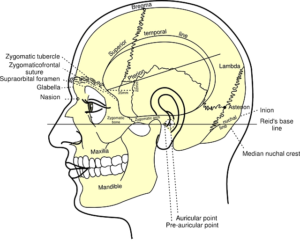 diagram of human skull