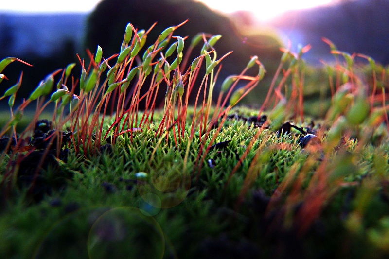 macro of moss with digital camera